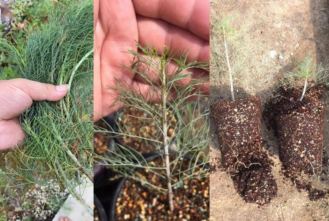 物种日历橄榄科没药属commiphorakraeuseliana针叶没药橄榄