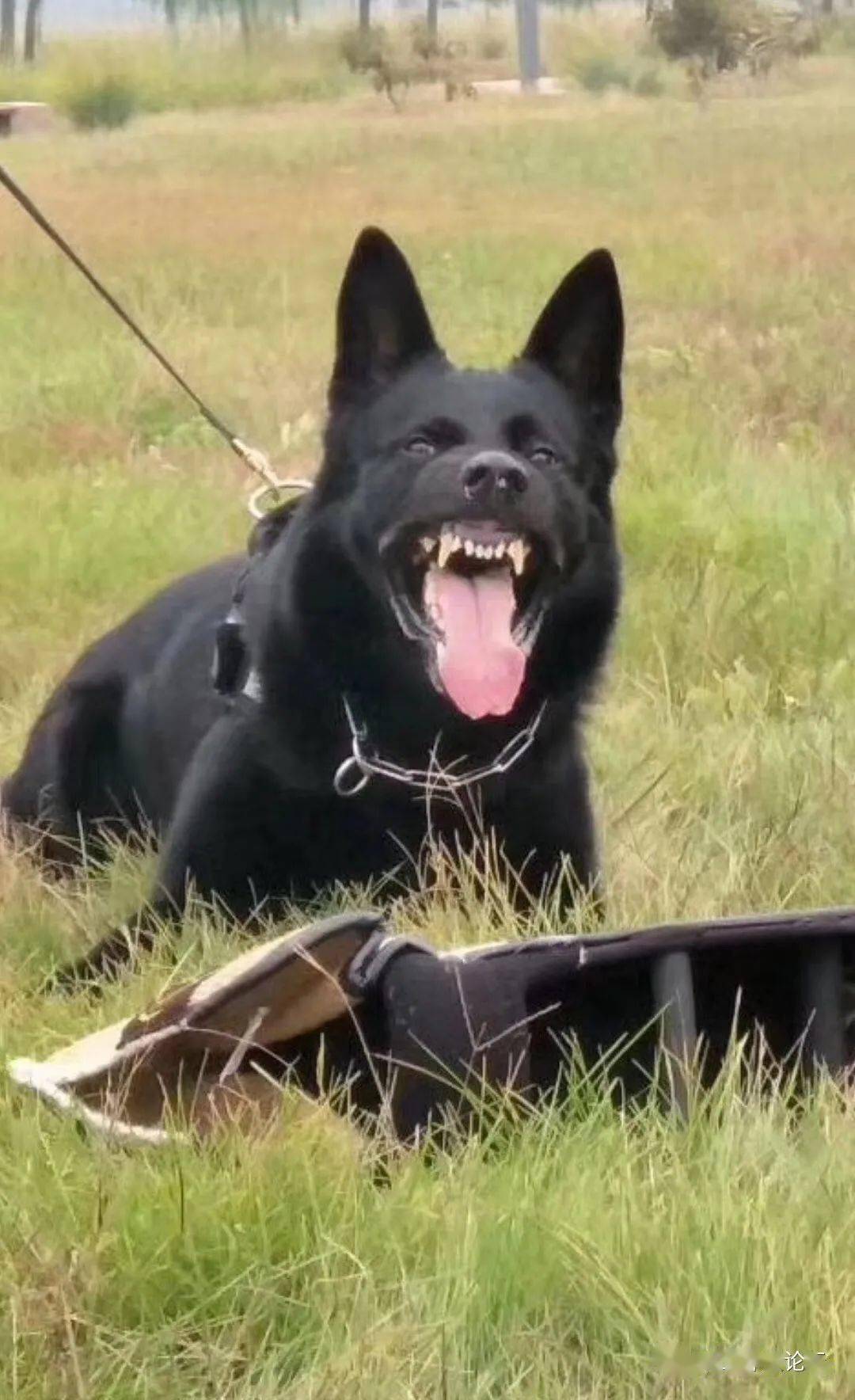 德国进口ipo3顶级血线种公"宙斯"