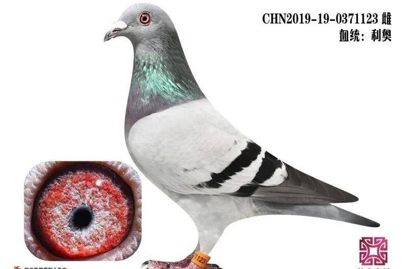 他以拥有世界最快的鸽系而闻名,有着让人眼红的精品种鸽_利奥