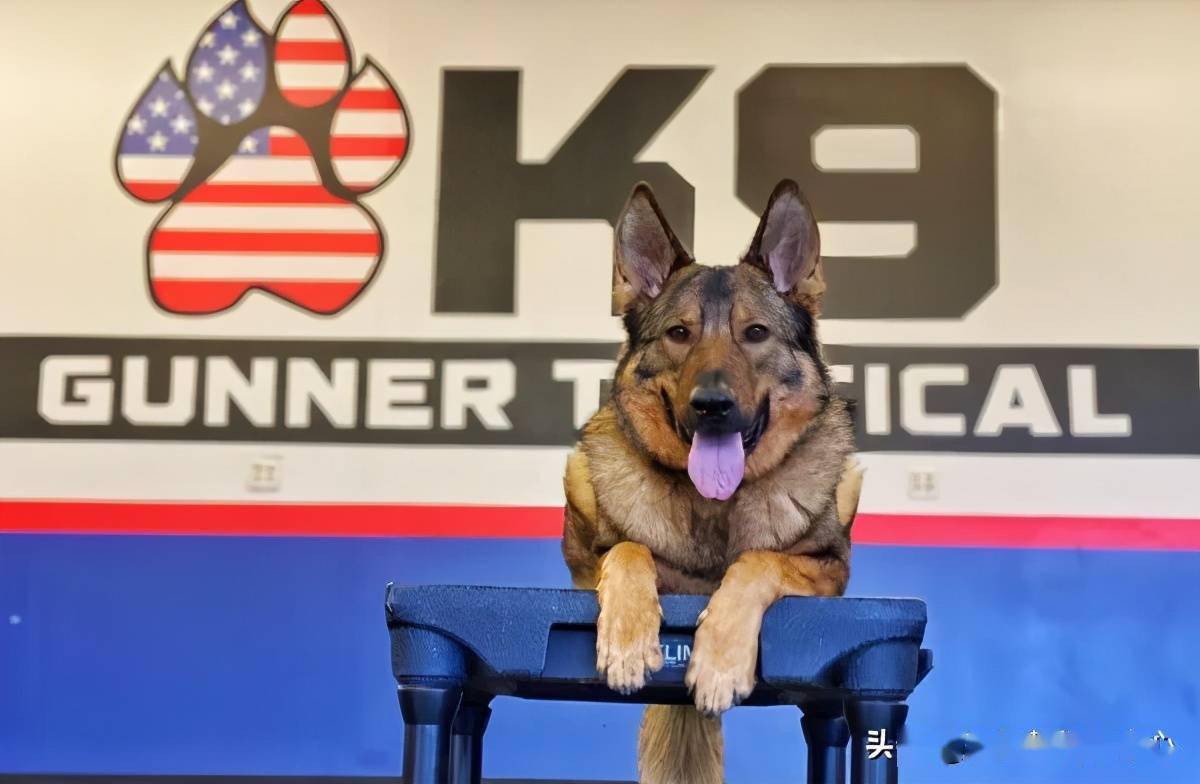 霸气k9警犬回家变妹控,爸感叹:玩具只分享给妹妹