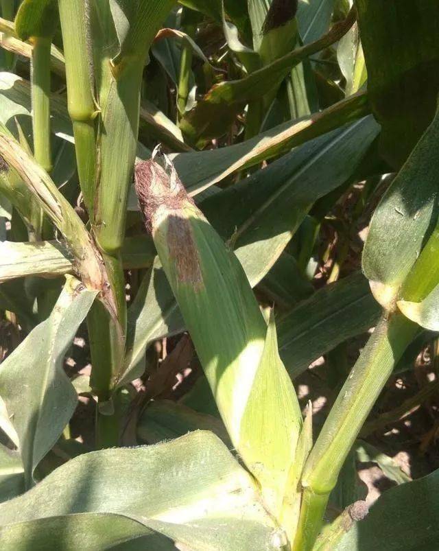 这个药,一季喷二遍,产量可翻一番_表芸