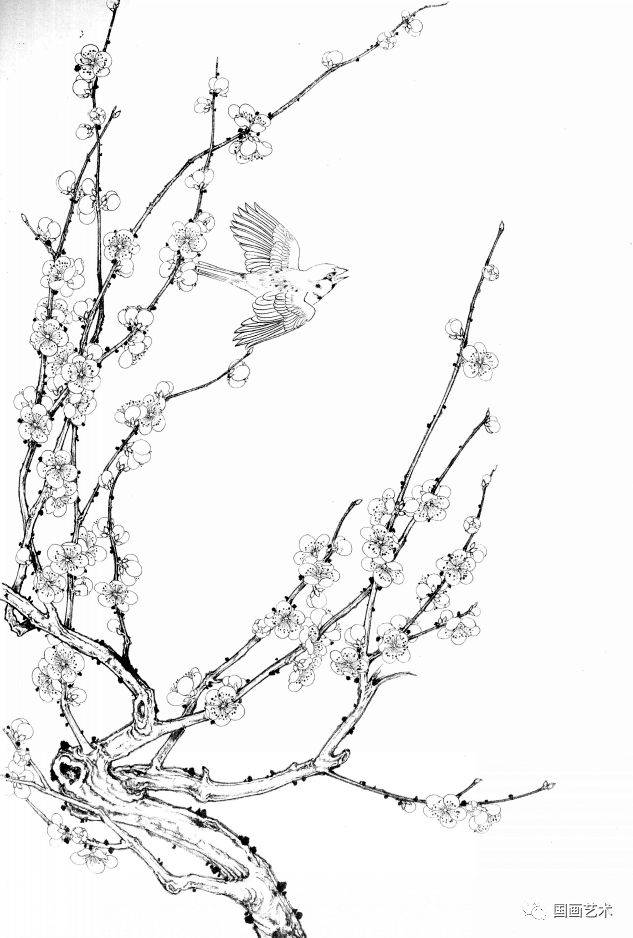 梅花小鸟白描画稿分享