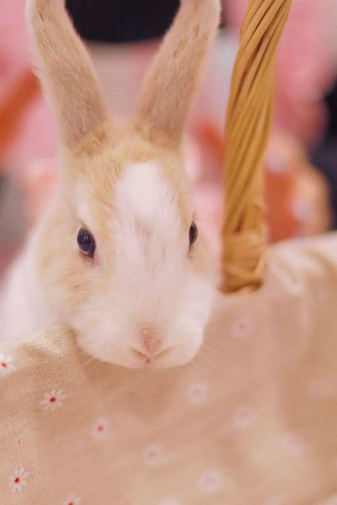 499元抢兔小姐missrabbit萌兔体验馆单人撸兔套餐搭配精致下午茶20只