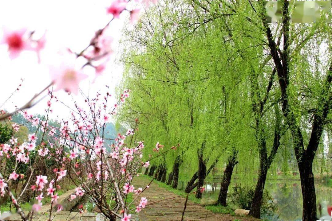 柳叶春花树图片