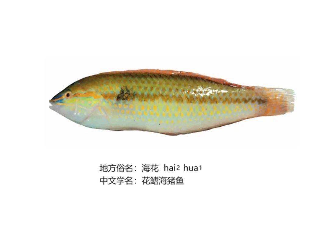 听闽南语读音09▲点击音频,听闽南语读音10"识"完以上20种鱼,今天