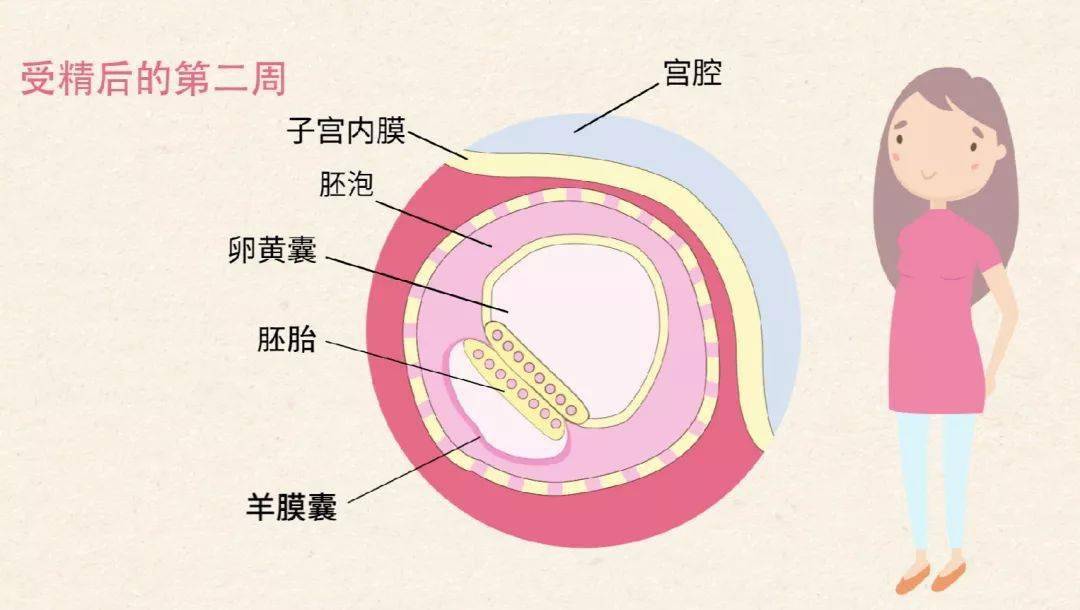 胎盘的结构图片图片
