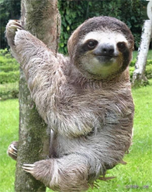 抱着狗狗出去,被人问这是树懒吗?网友:确实超像_钱钱