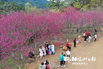 我和山樱花有个约会