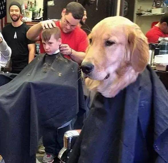 金毛被主人强行拉去理发,网友:虽然很丑但我喜欢!_发型