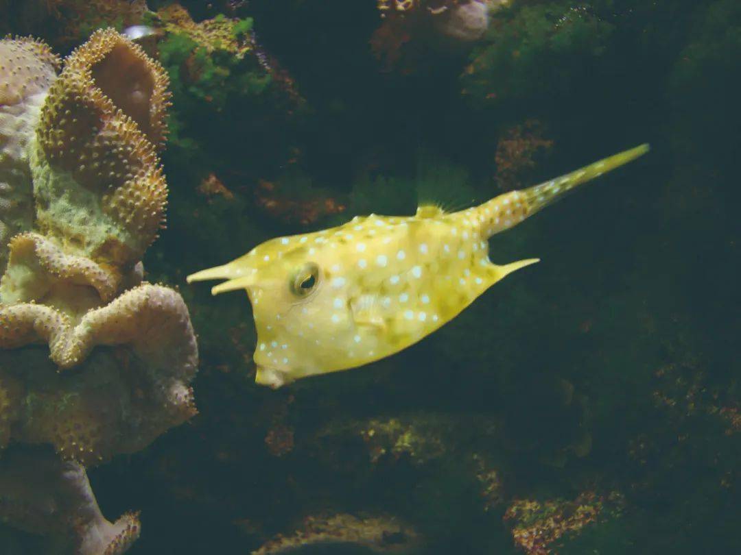 哇——动物中原来有这么多"牛"(上)_蜗牛