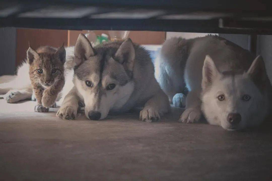 救了2隻山貓交給8隻大傻狗養，結果...這猛獸怎麼狗里狗氣的？ 萌趣萌寵 第9张