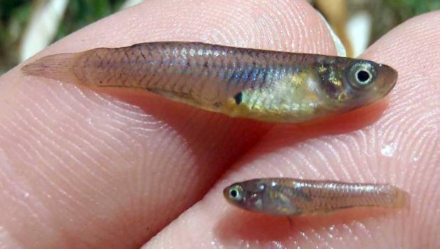 北美食蚊鱼入侵中国30天就能繁殖云南成重灾区