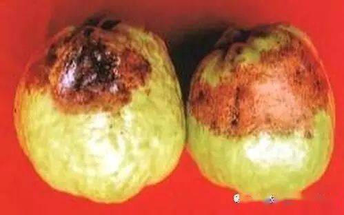 番石榴这些病虫害一定得提前注意