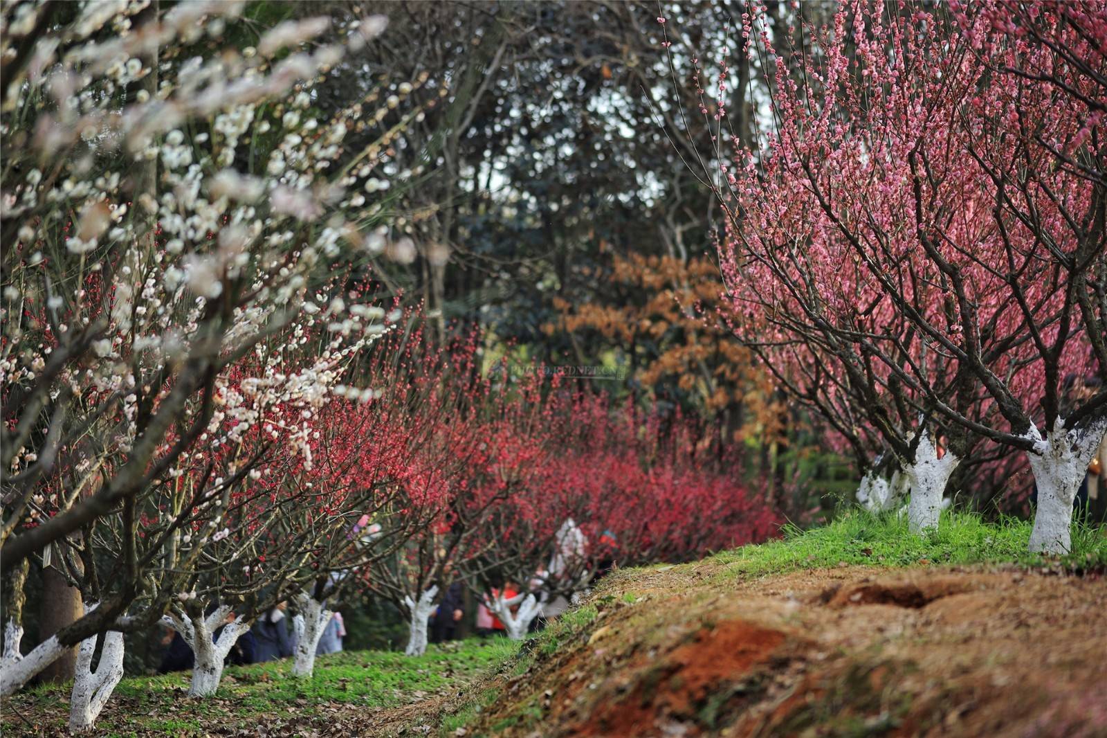 湖南省植物园樱花、梅花竞相绽放 新春赏花正当时