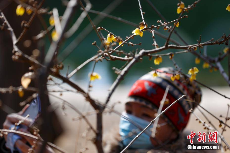 北京陶然亭公园腊梅迎春