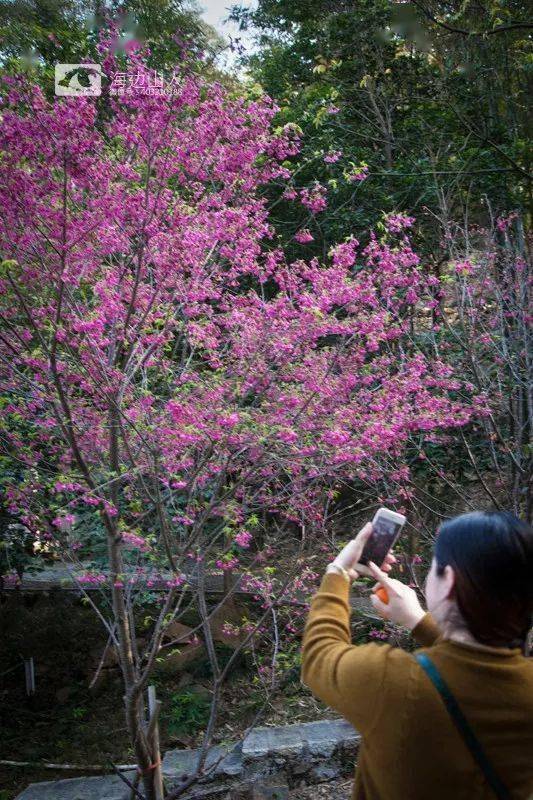 龙海樱花盛放满树烂漫如云似霞这份美好请收下