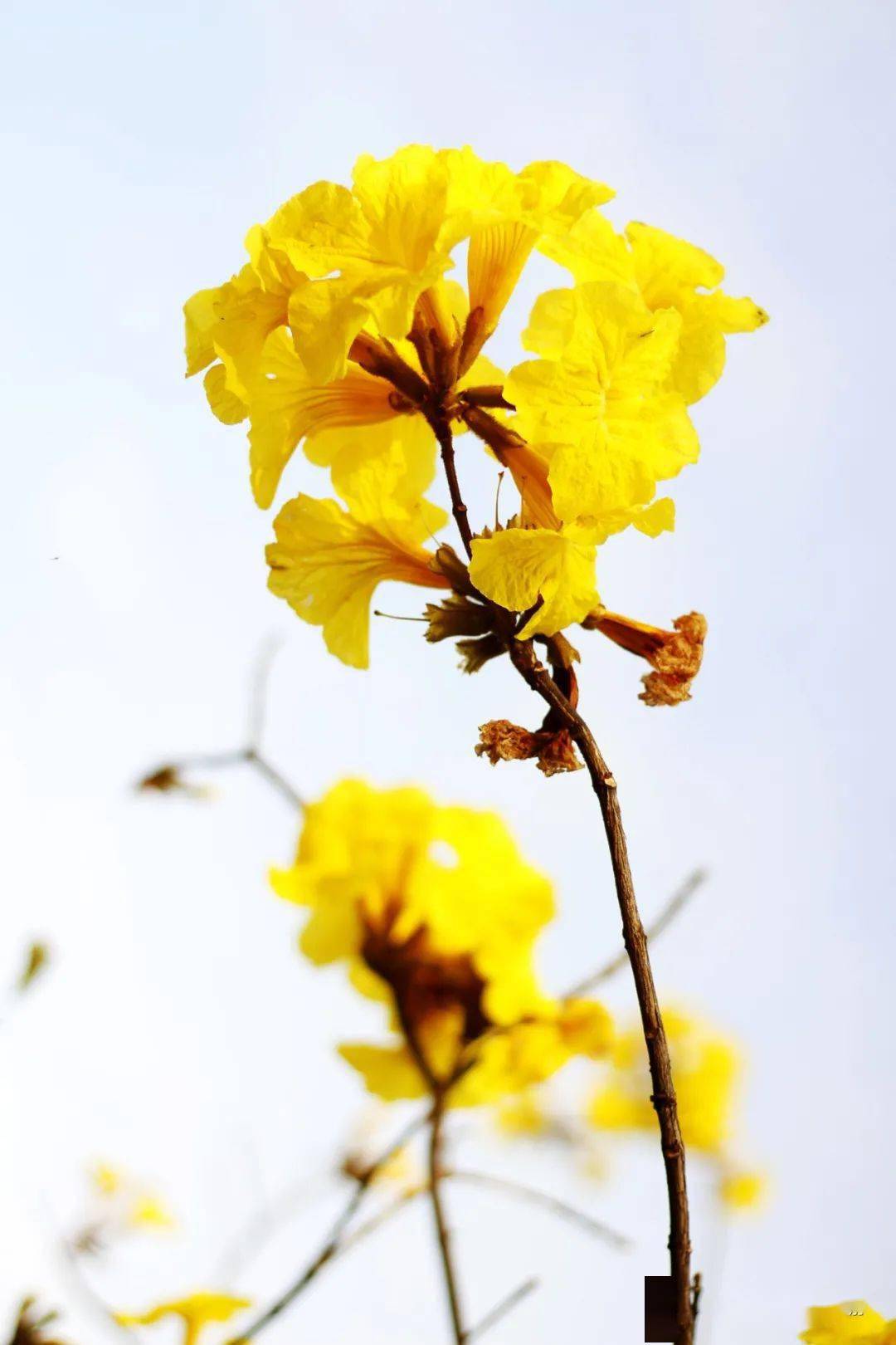 顺峰山公园黄花风铃木图片