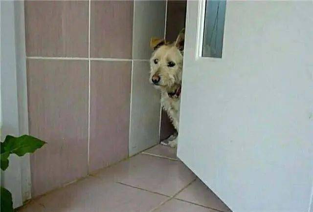 得了皮肤病的流浪狗蜷缩在角落 自卑到不敢抬头看人