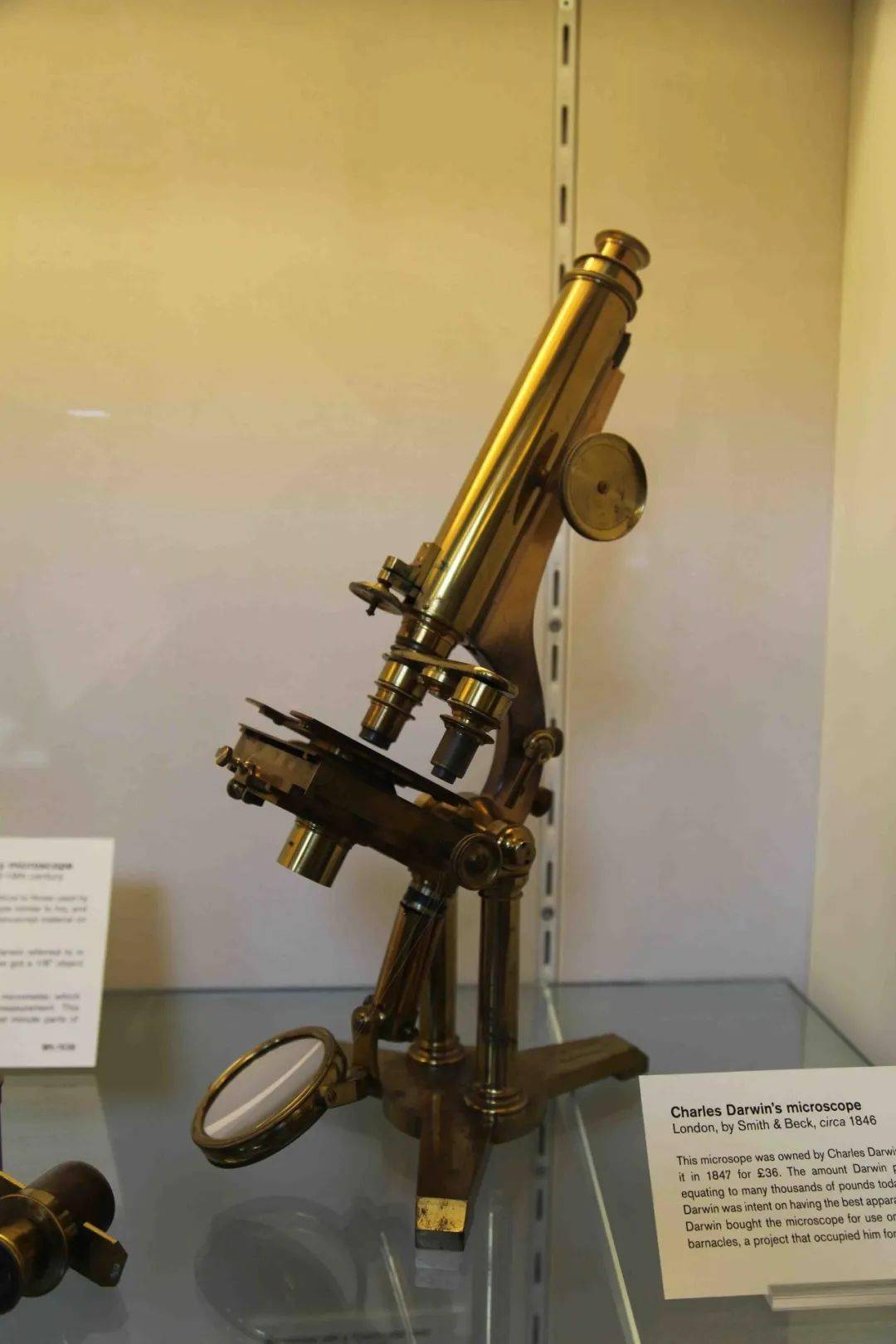 列文虎克显微镜的复制品(约1886年由英国人john mayall制作)