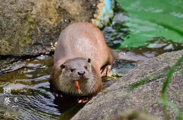 【雨水一候:獭祭鱼】