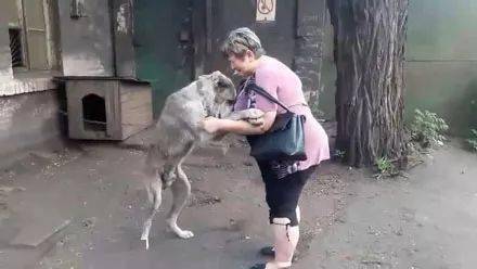 狗狗流浪2年，奇跡尋回主人，沖進熟悉懷抱大哭：怎麼現在才來找人家…… 萌趣萌寵 第5张
