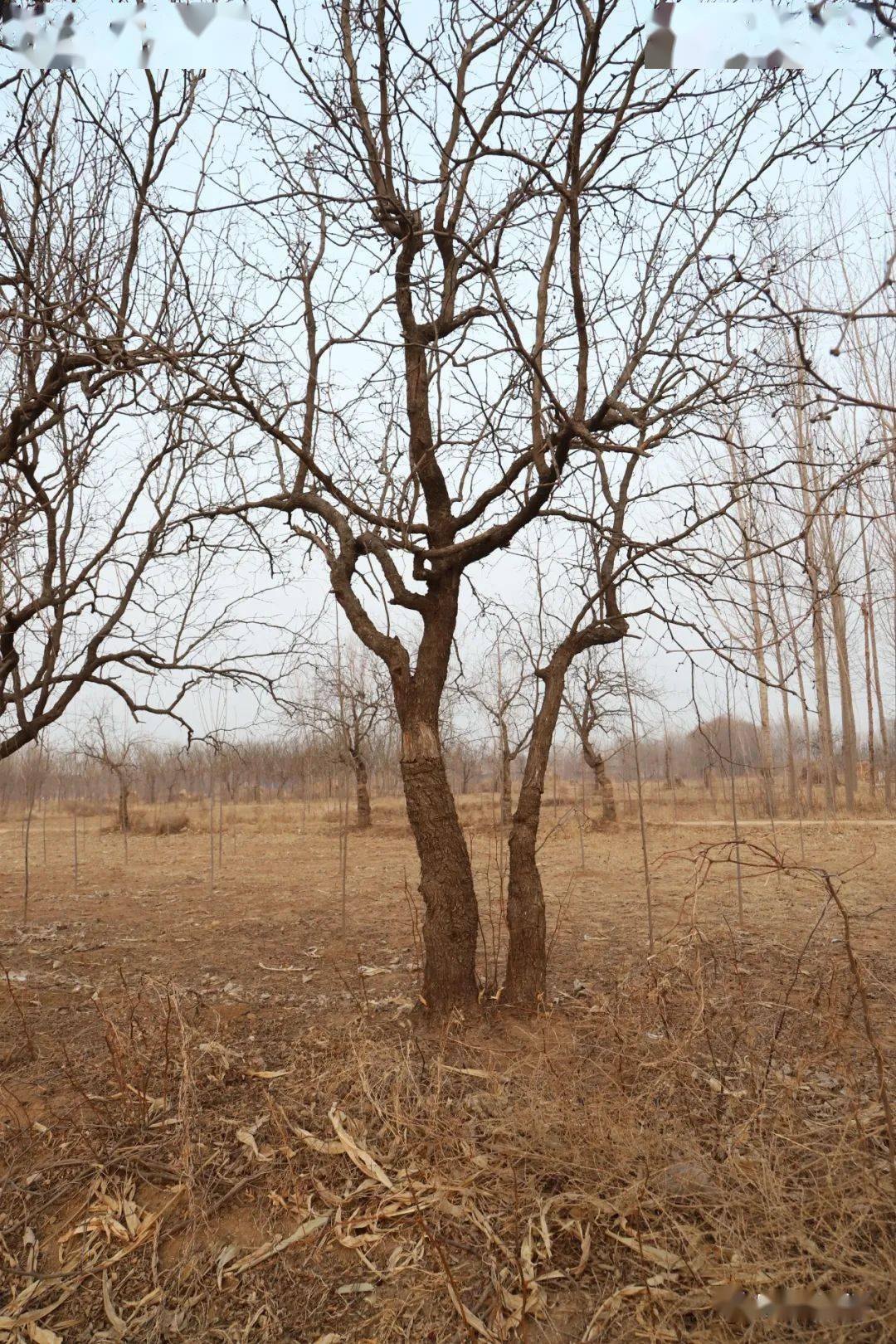 盐山县枣木疙瘩都是宝,每一棵老枣树都是文化遗产_常庄乡