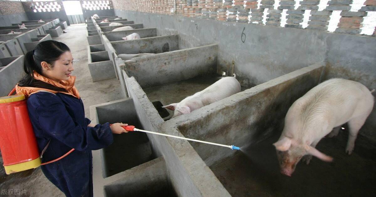 猪场消毒照片图片