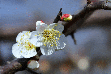 全家都适合的新春短途赏花游,走一个!_梅花