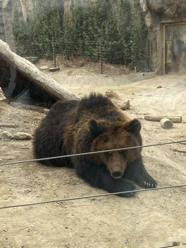 北京動物園動物養得不錯各個毛管錚亮