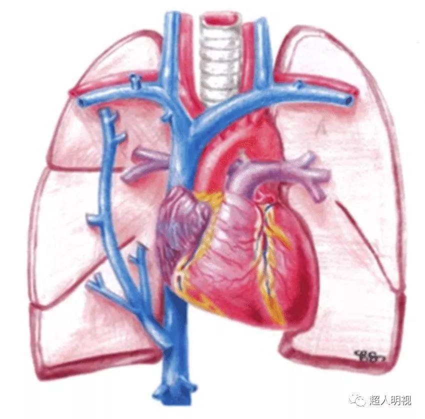 他們描述了在x光片上,右肺靜脈異常引流入下腔靜脈(ivc)的表現,它是一