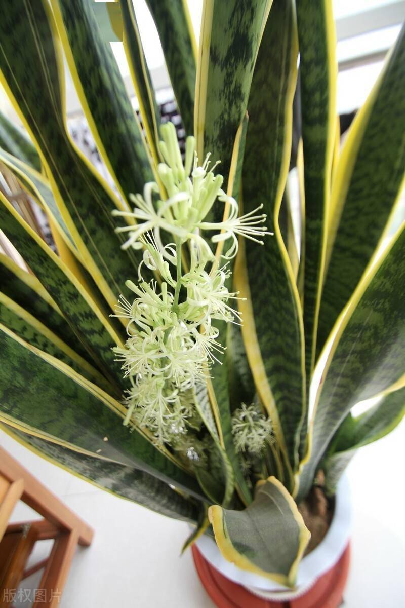 虎尾兰长尾巴别剪掉稀有又吉利要珍惜