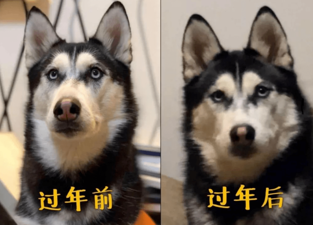 春節帶狗子去了奶奶家之後……想起了小時候的自己！！ 萌趣萌寵 第25张