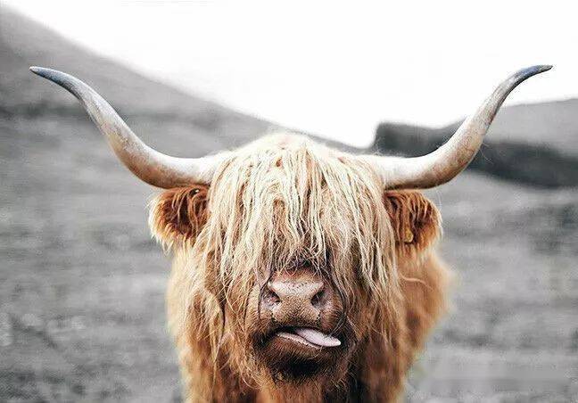 这只牛喜获牛年牛界最佳发型