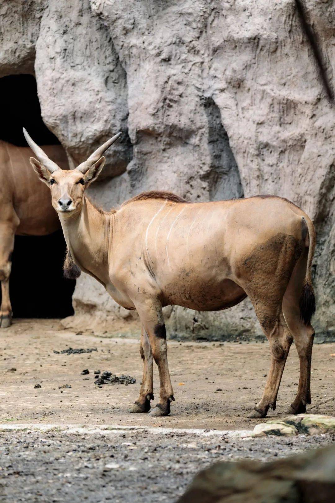 春节福利不停歇上海动物园扫码答题赢门票活动第二期启动