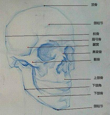 头颅部位名称解析图图片