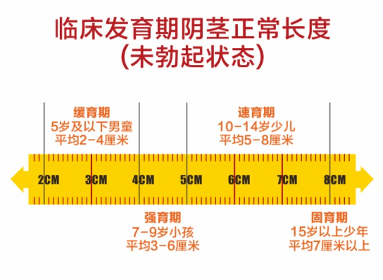 男生JJ青春期发育下部图片