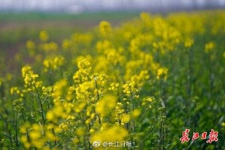 冬去春来，油菜花开