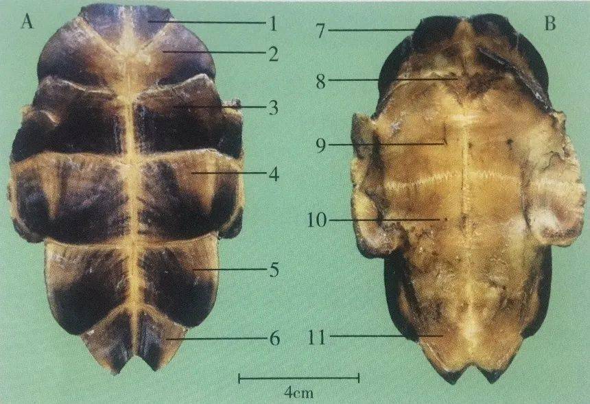 乌龟换壳和烂甲区别图片