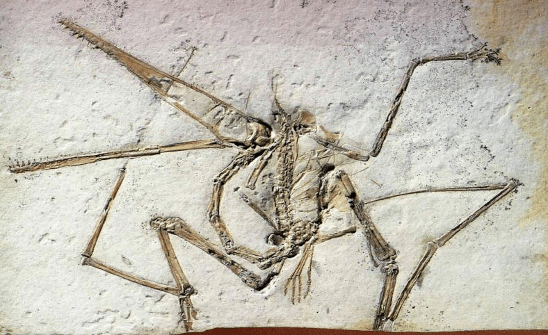 翔兽化石图片