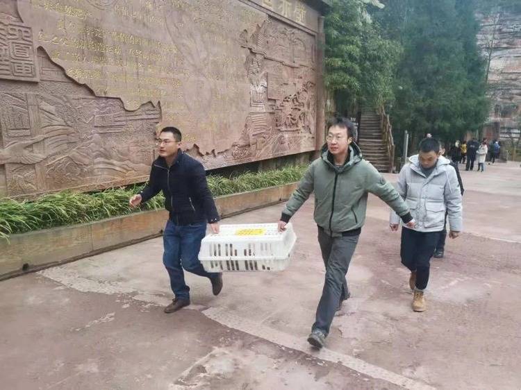 四面山景区遭捕鼠夹夹伤的猕猴，已送重庆市动物园救助