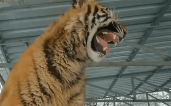 8个月大东北虎叫声像小鸟网友虎届维塔斯