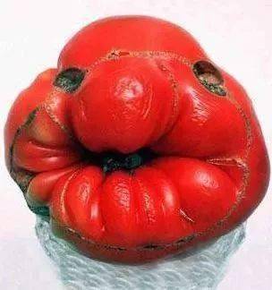 专治不开心!_萝卜