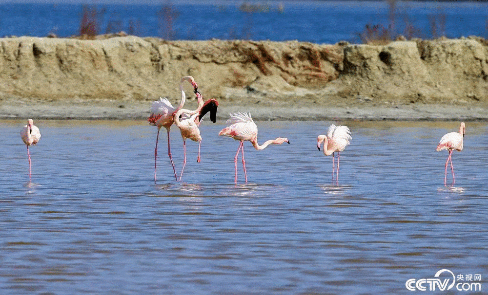 春日时节,在山西运城盐湖湿地生态保护区,火烈鸟在湖水中或觅食,或