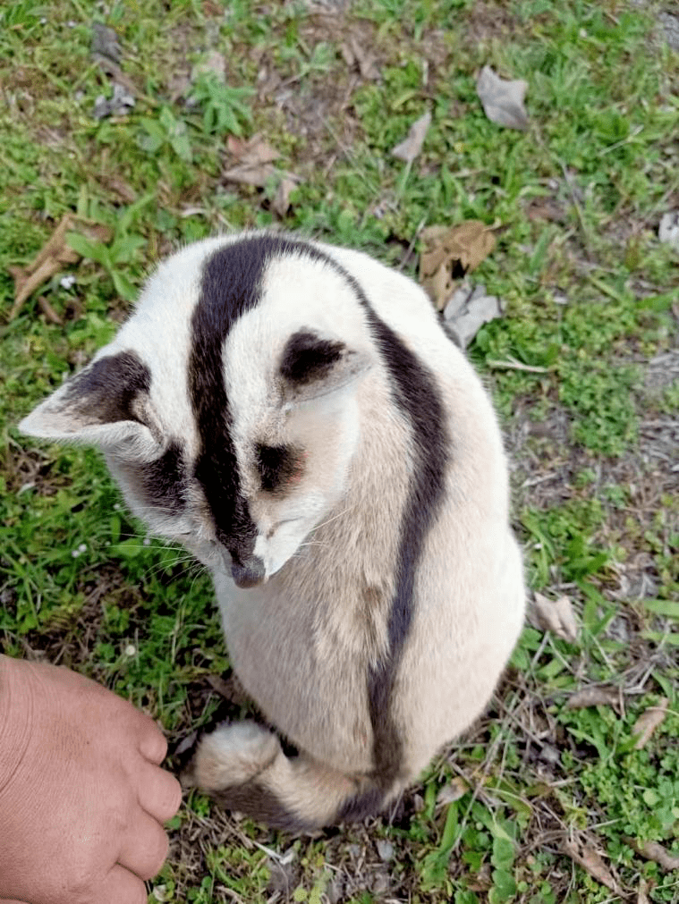 "这谁家猫啊,还能长成这样?