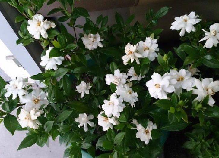 养花就养这几款,全年开花不停,花开芳香四溢,养在家中香飘满屋