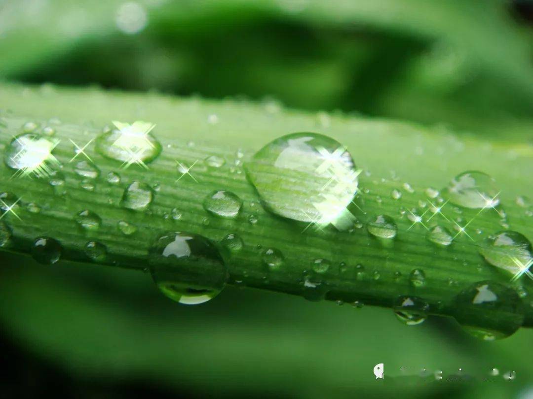 好雨知時節當春乃發生▍雨水