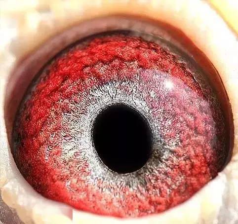 高级种母鸽栉膜图眼底图片