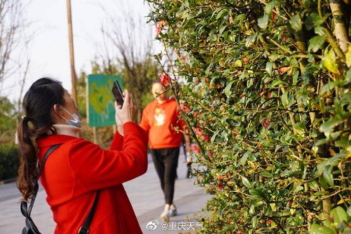 你认识木瓜花吗？不负二月好春光 它在多个公园盛放