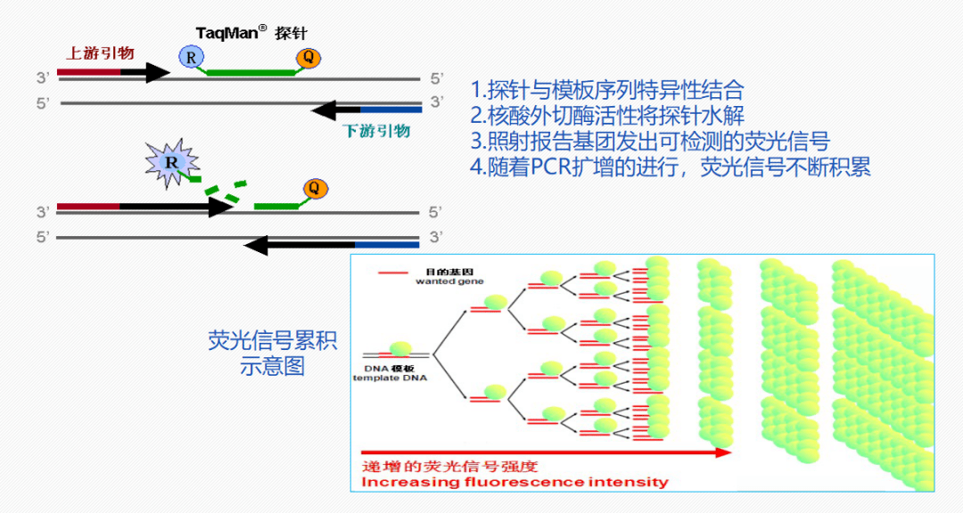 pcr实验室核酸检测应注意些什么
