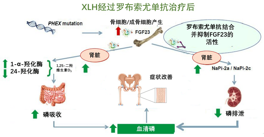 罕見病新藥突破性藥物在中國獲批開啟低磷性佝僂病靶向治療新時代